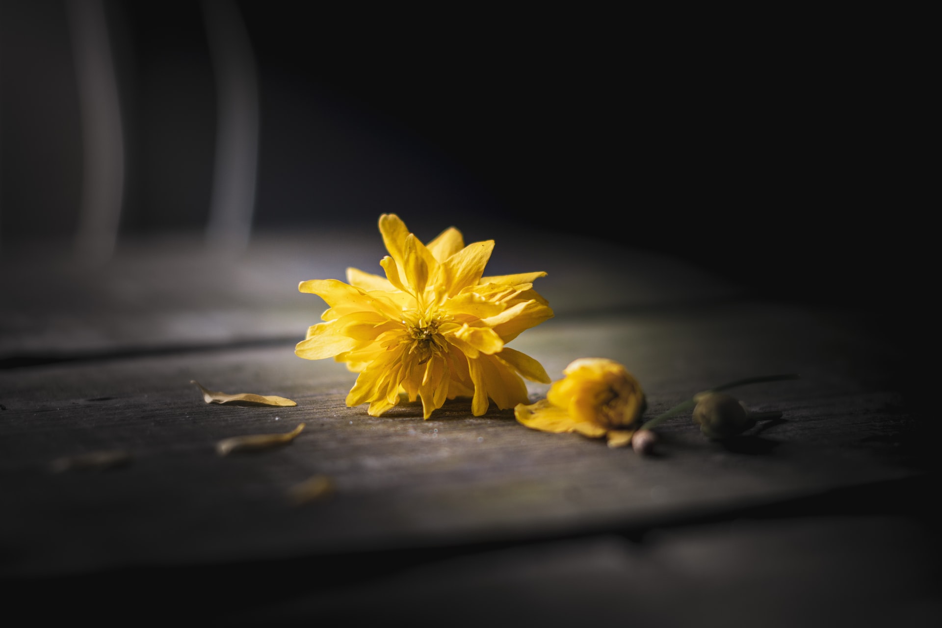 Yellow Flower Placed On A Bench